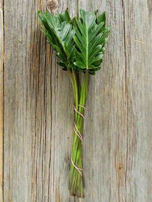 XANADU   GREENS